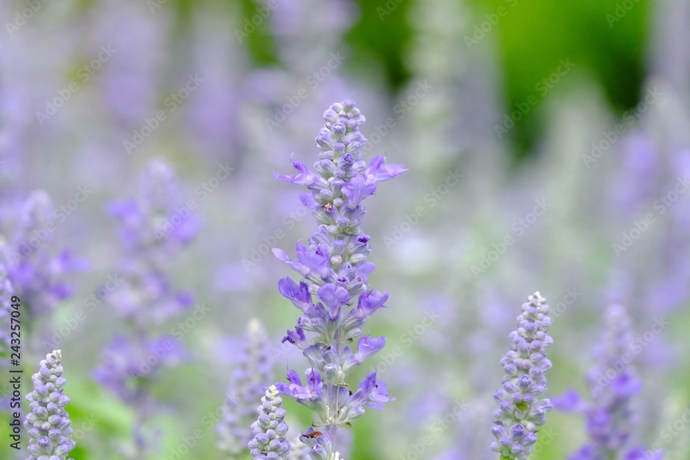 Fototapeta premium A field of blue Silvia flower blossom in bright day and green nature background 