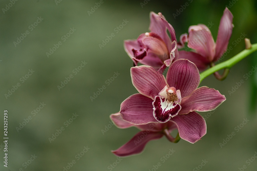 plant green house garden orchid flower nursery