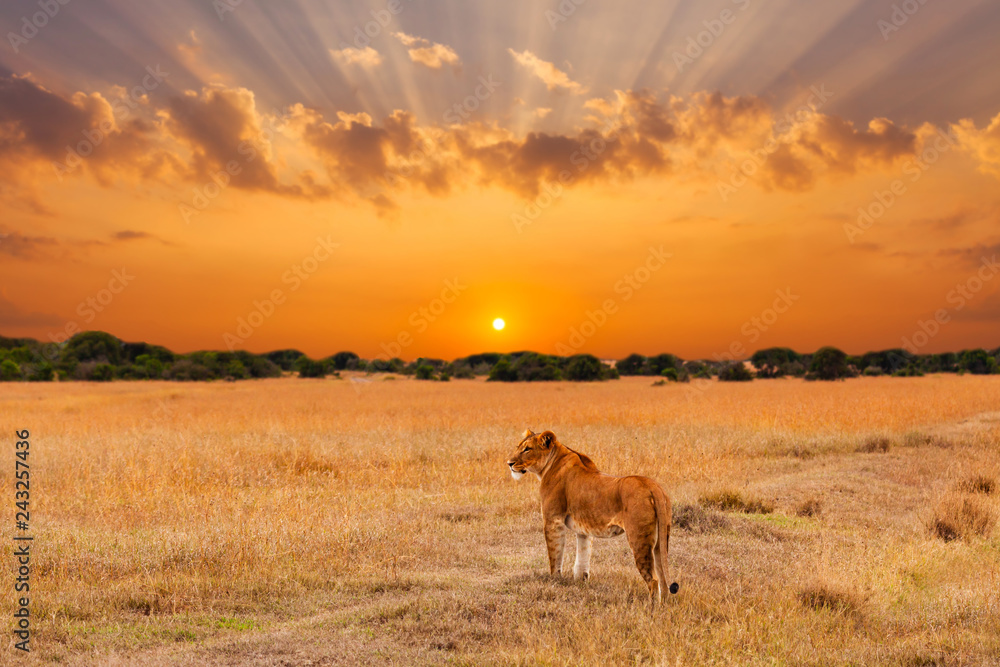 Obraz premium Lwica na afrykańskiej sawannie o zachodzie słońca. Kenia
