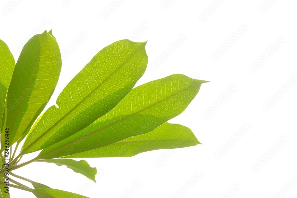 Tropical tree leaves with warm light on white isolated background for green foliage backdrop Tropical tree leaves with warm light on white isolated background for green foliage backdrop