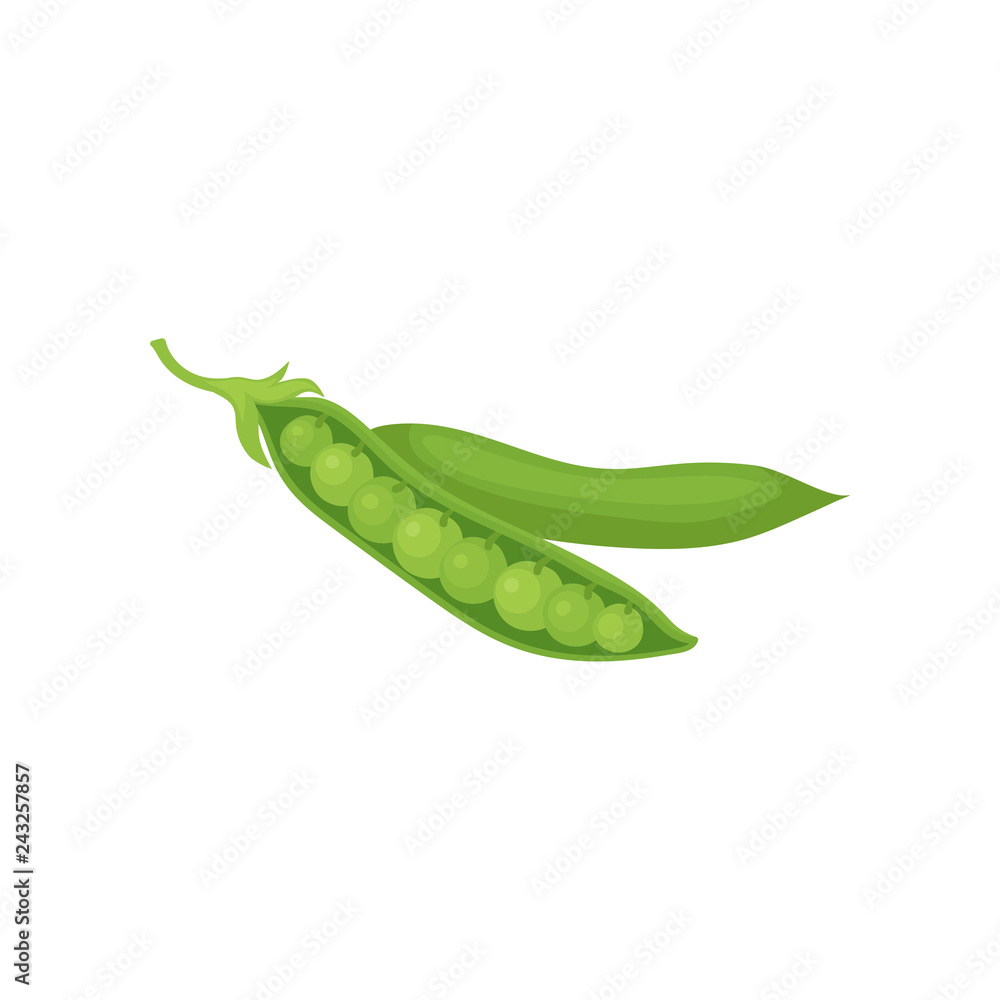 Open and closed pod of green peas. Agricultural crop. Ripe vegetable. Food theme. Flat vector design Open and closed pod of green peas. Agricultural crop. Ripe vegetable. Food theme. Flat vector design