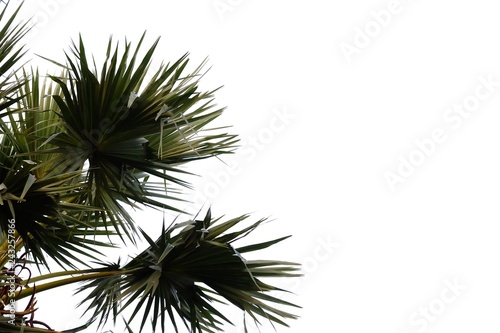 Palm leaves with branches on white isolated background for green foliage backdrop 