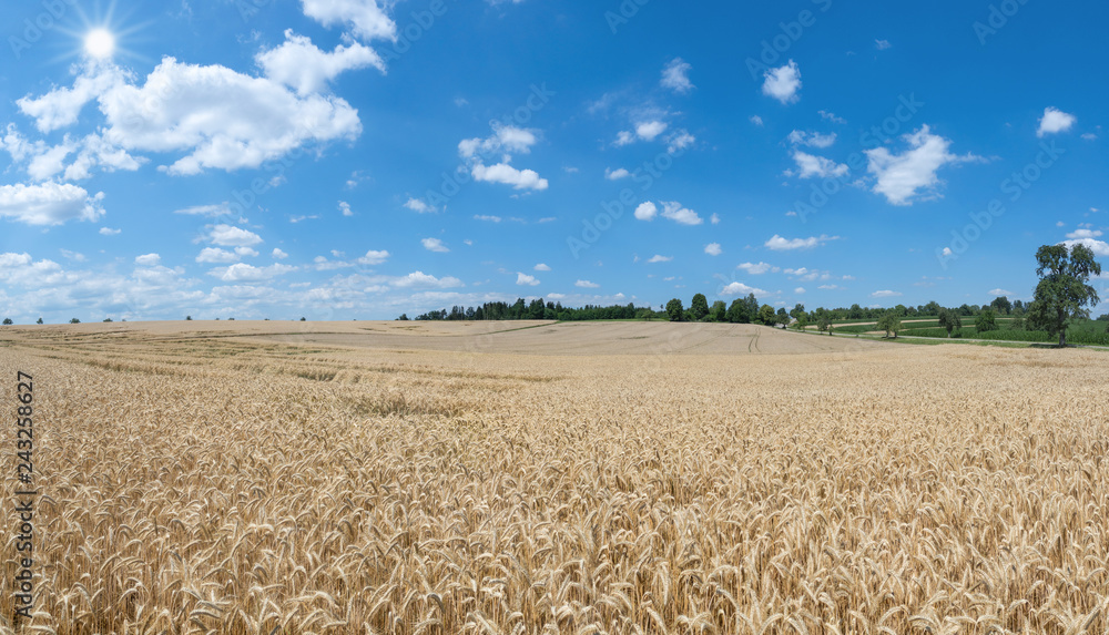 Fototapeta premium Großes, reifes, leicht hügeliges Roggenfeld kurz vor der Ernte im Sonnenschein