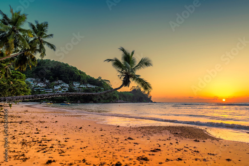 Coconut palms at sunset over tropical beach in Anse Takamaka Beach  Mahe  Seychelles.