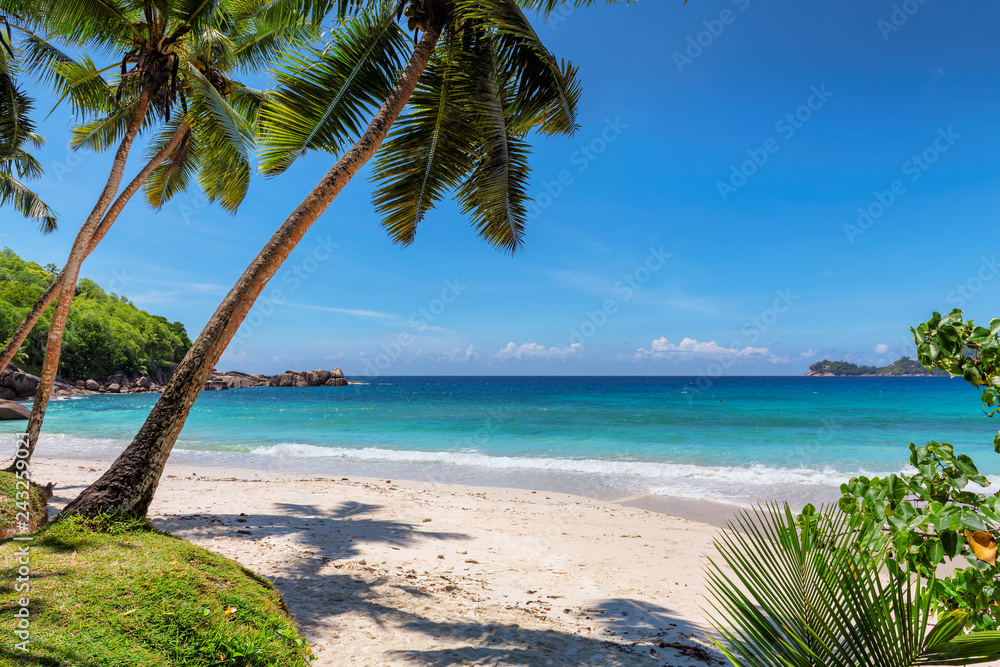 Obraz premium Palmy i tropikalna plaża z białym piaskiem. Wakacje tło wakacje koncepcja wakacje. Karaibska rajska plaża.