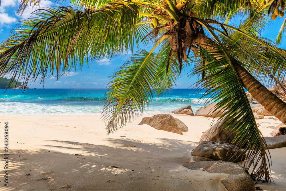 Obraz premium Tropikalna plaża z palmami i turkusowym morzem na wyspie Seszele.