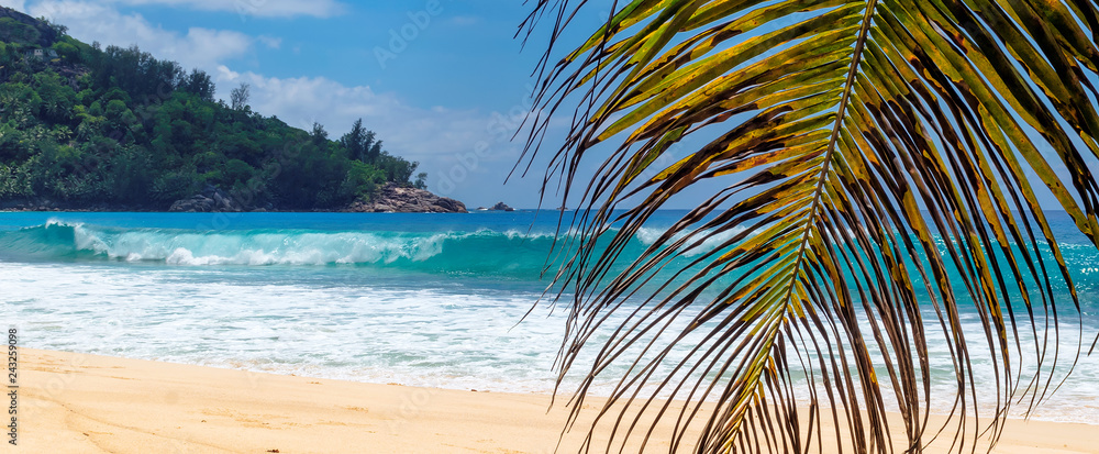 Obraz premium Tropikalna plaża z palmami i turkusowym morzem na wyspie Seszele.