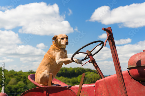 Dog on Vintage red tractor in landscape