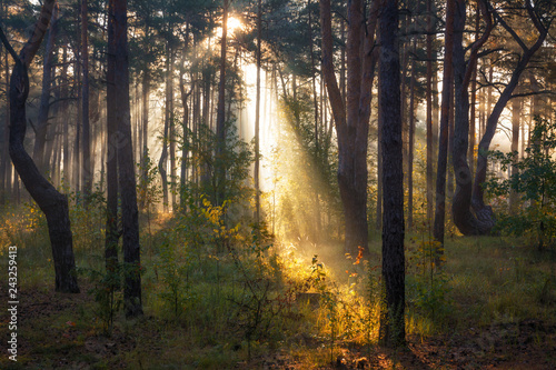 Morning. Forest. The sun. Sun rays. Nature. Landscape.