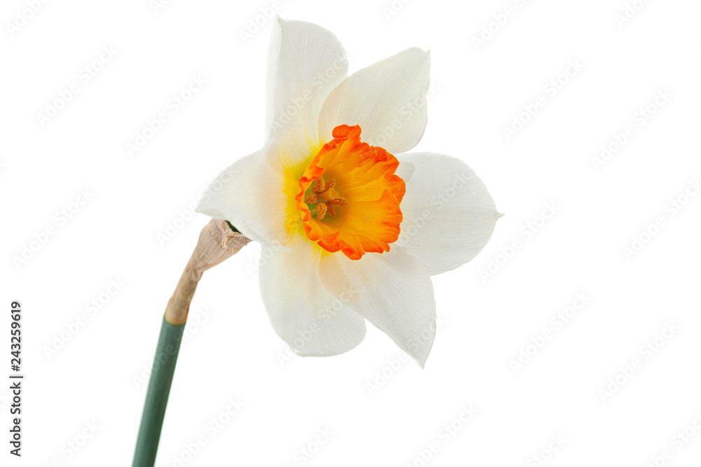 Narcissus spring flower on white - obrazy, fototapety, plakaty 