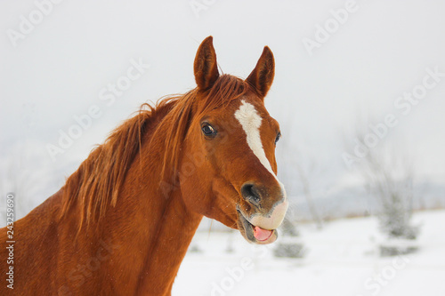 Red thoroughbred Arabian stallion - champion