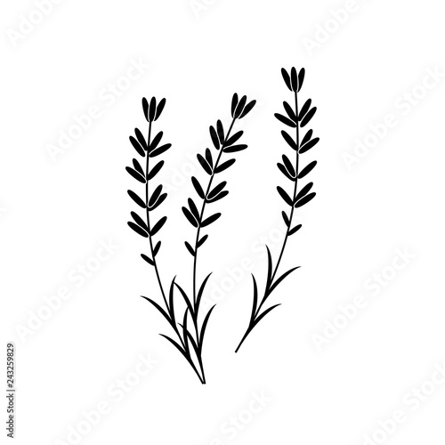 Lavender vector icon on white background.