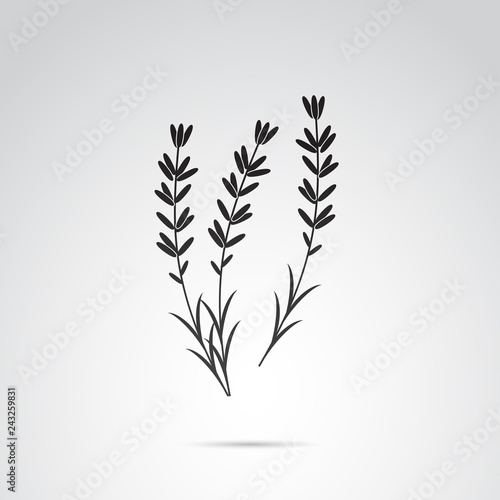 Lavender vector icon isolated on white background.
