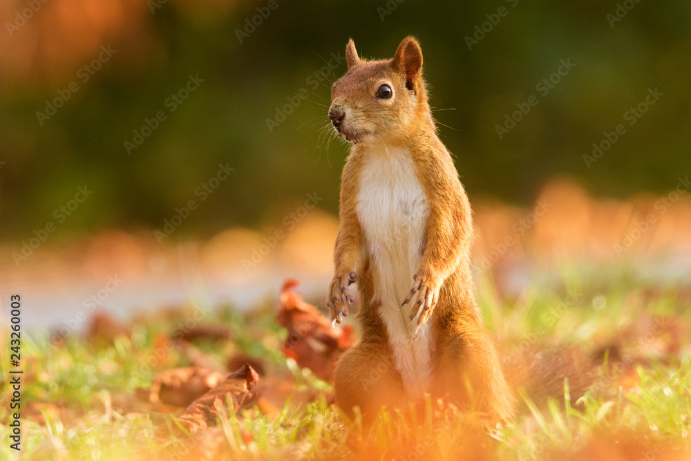 Eurasische Eichhörnchen- Sciurus vulgaris Eurasische Eichhörnchen- Sciurus vulgaris