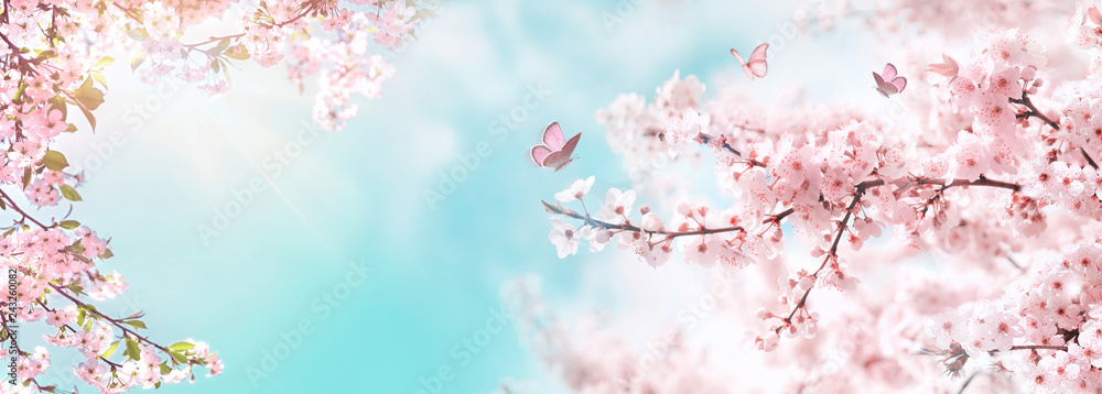 Fototapeta Spring banner, branches of blossoming cherry against background of blue sky and butterflies on nature outdoors. Pink sakura flowers, dreamy romantic image spring, landscape panorama, copy space.