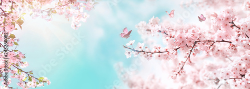Foto Spring banner, branches of blossoming cherry against background of blue sky and butterflies on nature outdoors