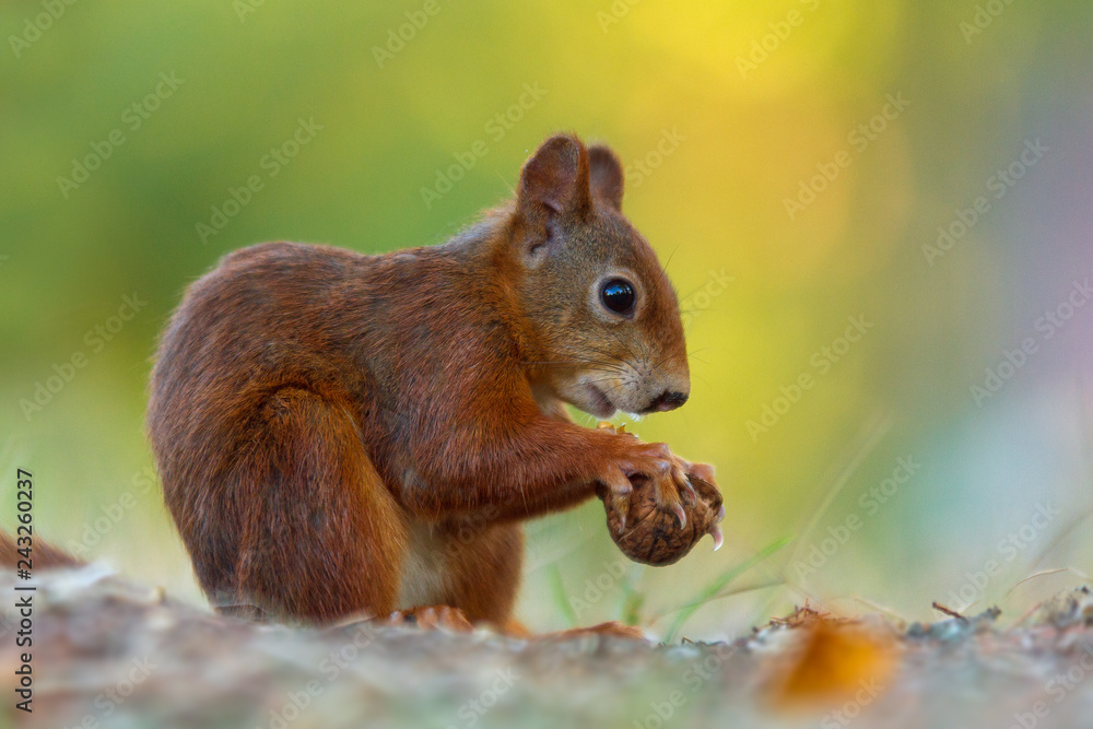 Red Squirrel - Sciurus vulgaris Red Squirrel - Sciurus vulgaris