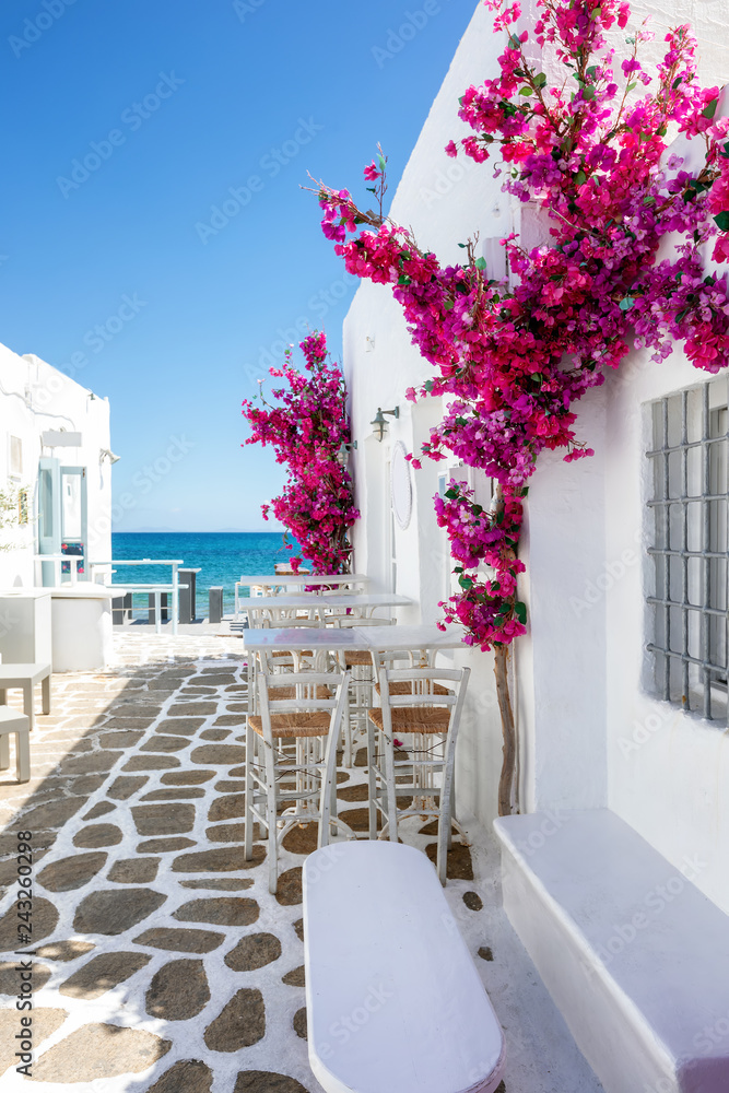 Fototapeta premium Typowa biała aleja z kwiatami oleandrów na Cykladach w Grecji latem