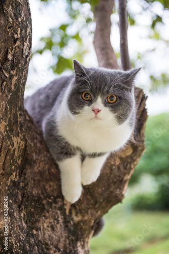 The English short-haired cat lies on a tree