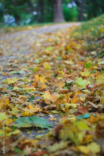 beautiful yellow and brown leaves lie on the ground in the park
