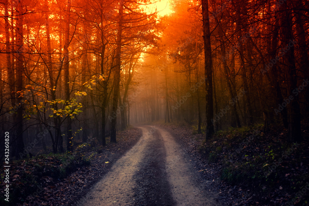 path in dreamy fairytale forest