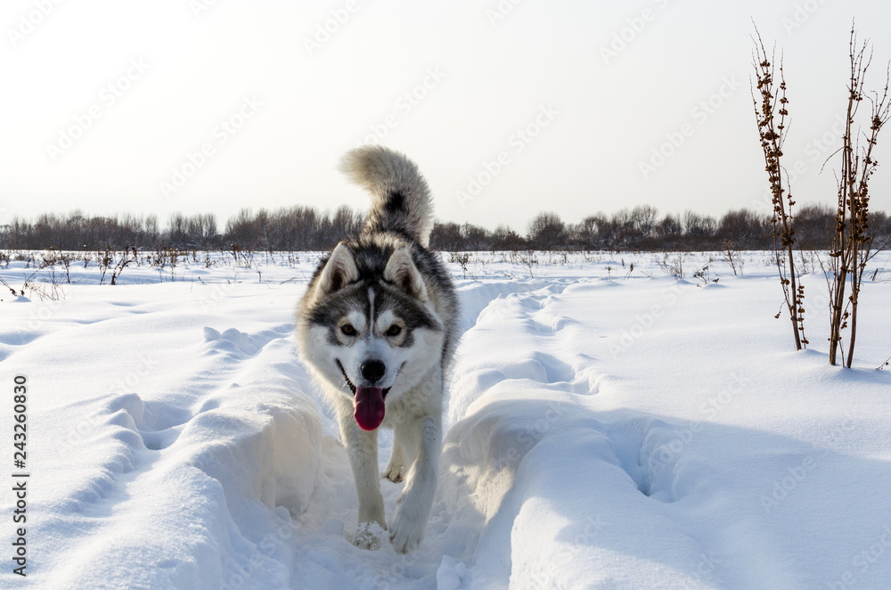 Husky in winter walks in winter. Husky walking on the trail close-up