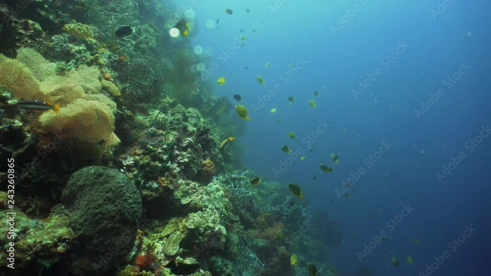 coral reef and tropical fish. underwater world diving and snorkeling on coral reef. Hard and soft corals underwater landscape coral reef and tropical fish. underwater world diving and snorkeling on coral reef. Hard and soft corals underwater landscape