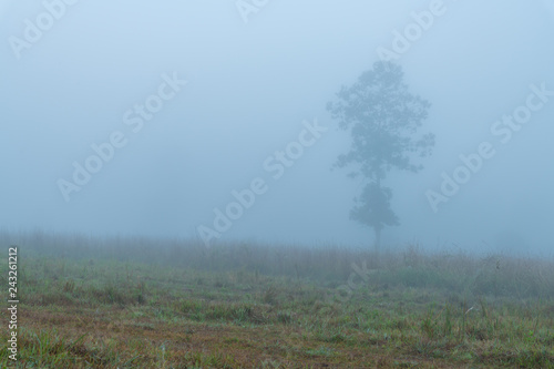 Misty morning and a lonely tree in a grassland of wildlife conservation park in Thailand