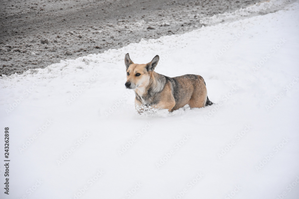 How Long Can A Dog Survive In The Cold