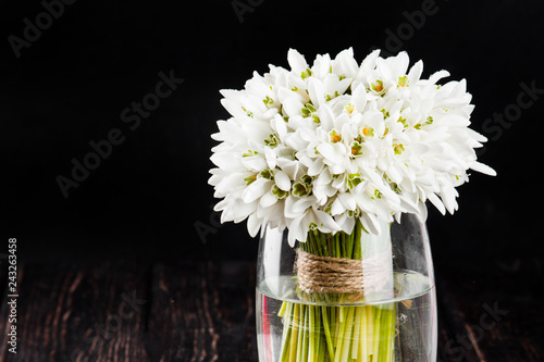 Snowdrop in vase on black background