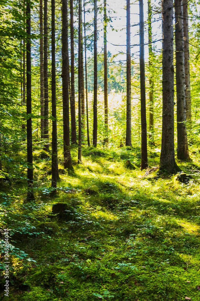 Obraz premium View of trees from inside a forest