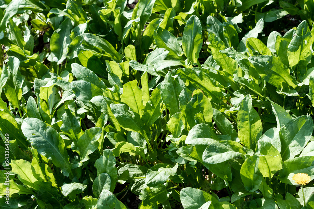 Obraz premium Sorrel grows in the garden, lettuce, vegetarian background.