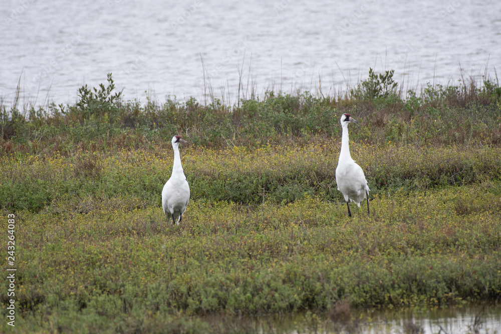 Whooping cranes in Aransas National Wildlife Refuge Whooping cranes in Aransas National Wildlife Refuge