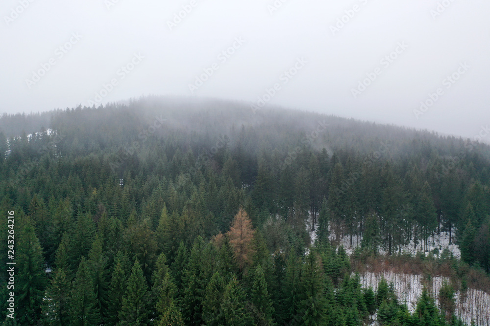 Moody winter foggy forest