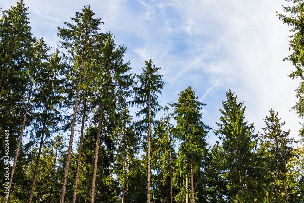 Fototapeta premium View of trees from inside a forest