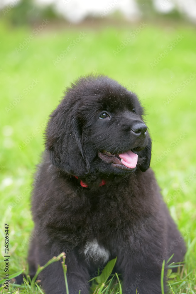 Fototapeta premium little cute newfoundland puppy