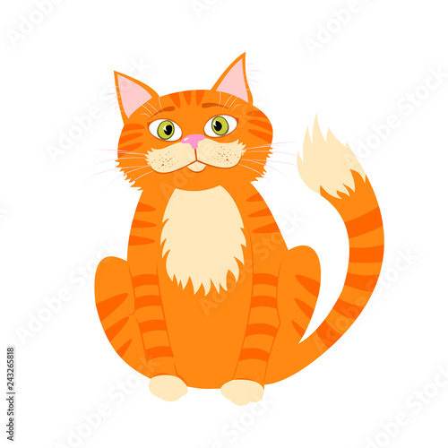 Beautiful cute red cat isolated on white.