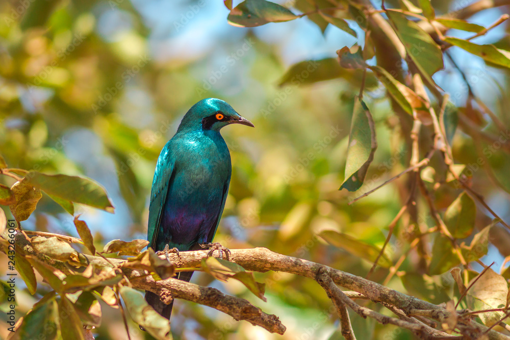 Cape starling on a tree in Kruger National Park, South Africa. Red-shouldered glossy-starling or Cape glossy starling. Lamprotornis nitens species. Cape starling on a tree in Kruger National Park, South Africa. Red-shouldered glossy-starling or Cape glossy starling. Lamprotornis nitens species.