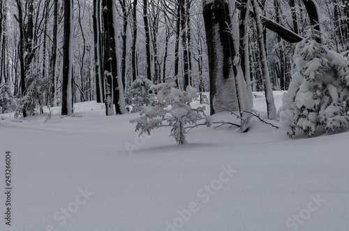 Fototapeta Naklejka Na Ścianę i Meble -  las zimą 