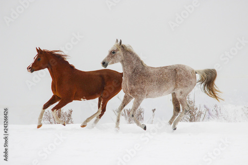 horse family champions purebred arab breed galloping in winter
