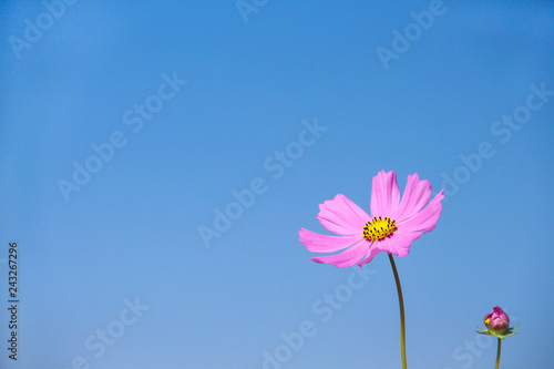 Colorful pink cosmos bipinnatus flowers blooming on vivid blue sky background and space