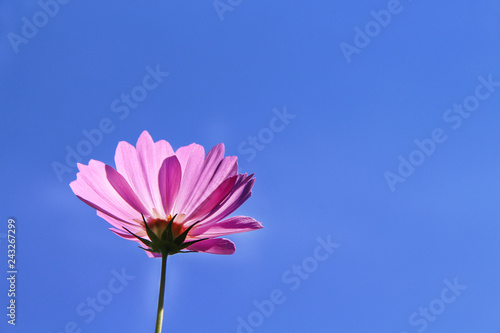 Colorful pink cosmos bipinnatus flowers blooming with reflection from the sun on vivid blue sky background and space