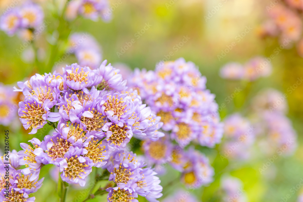 Selective focus of purple flowers with defocused background Selective focus of purple flowers with defocused background