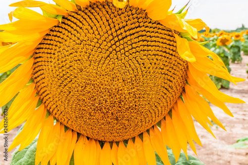 Fototapeta Naklejka Na Ścianę i Meble -  fleur de tournesol