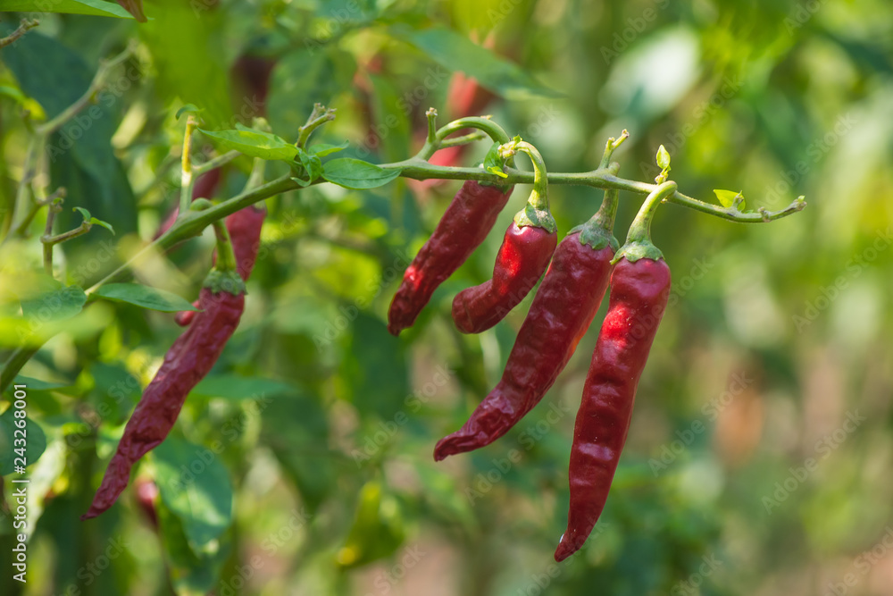 Red Chili Pepper In The Plant Red Chili Pepper In The Plant