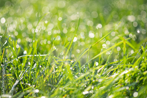 Fresh morning dew on spring grass