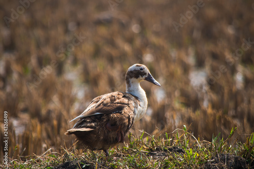 Photography Goose In The Field