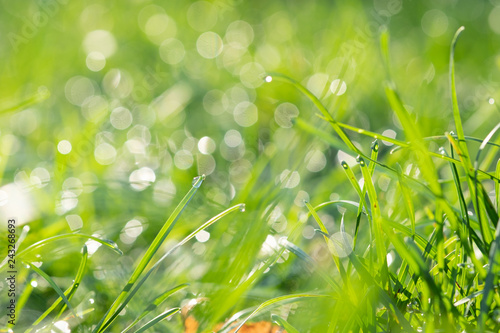 Fresh morning dew on spring grass