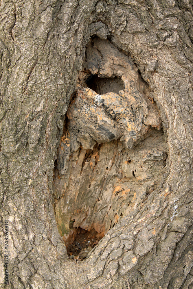 Fototapeta premium dry tree bark in the wild