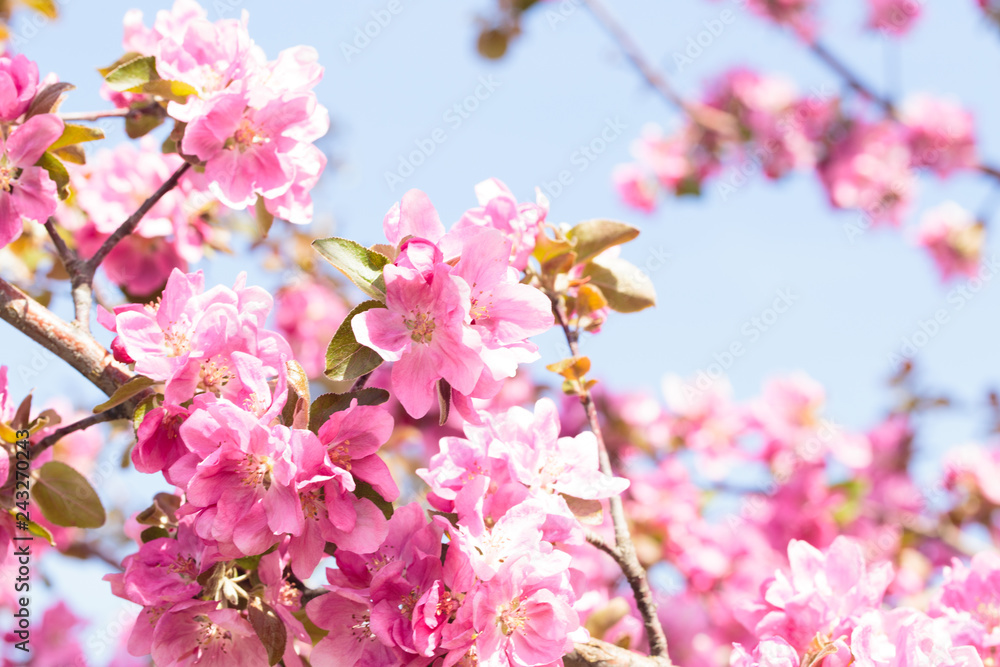 Flowering of the apple tree. Spring background of blooming flowers. White and pink flowers. Beautiful nature scene with a flowering tree. Spring flowers. Abstract blurred background Flowering of the apple tree. Spring background of blooming flowers. White and pink flowers. Beautiful nature scene with a flowering tree. Spring flowers. Abstract blurred background